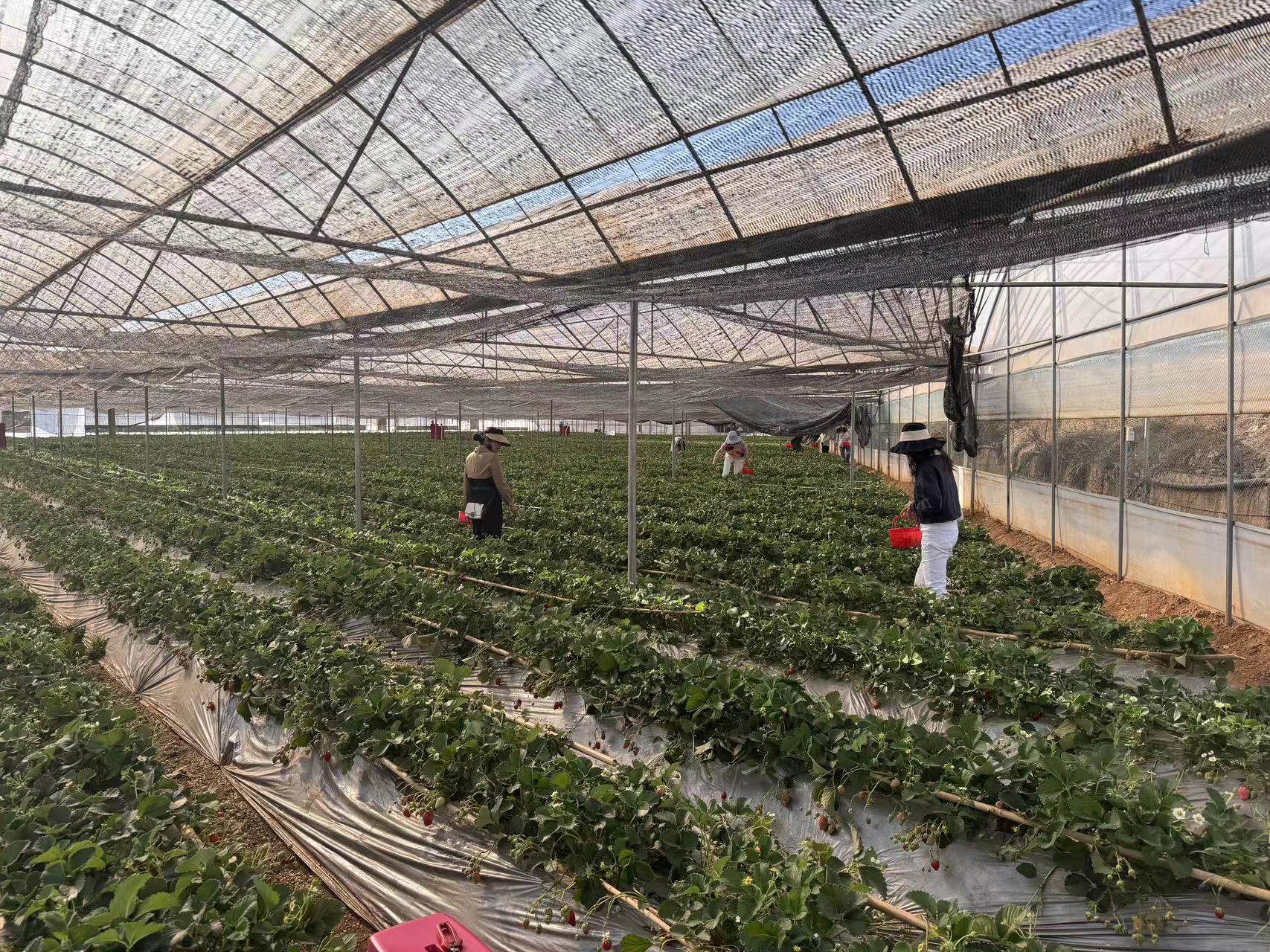 采擷春去 向“莓”好出發(fā) ——慶?！叭恕眹?guó)際勞動(dòng)?jì)D女節(jié)暨主題黨日活動(dòng)